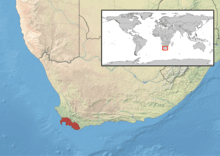 Bradypodion_pumilum_distribution Map indicating the Cape Dwarf Chameleons habitat