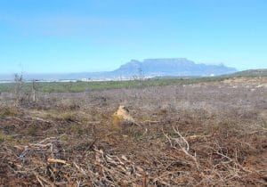 Fig2_Felled_slash_FellBurn-1800x961 Burned fynbos with Table Mountain in the background