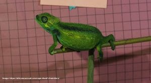 Illegal Trade Cape Dwarf Chameleon