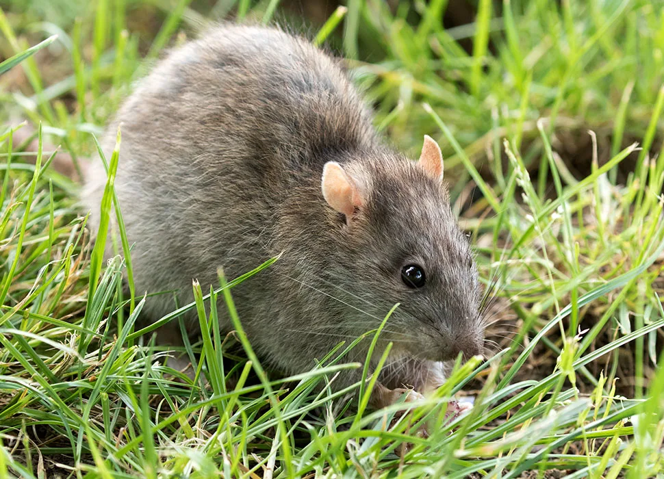 Rats | Dead Easy | Eco-Friendly Pest Control